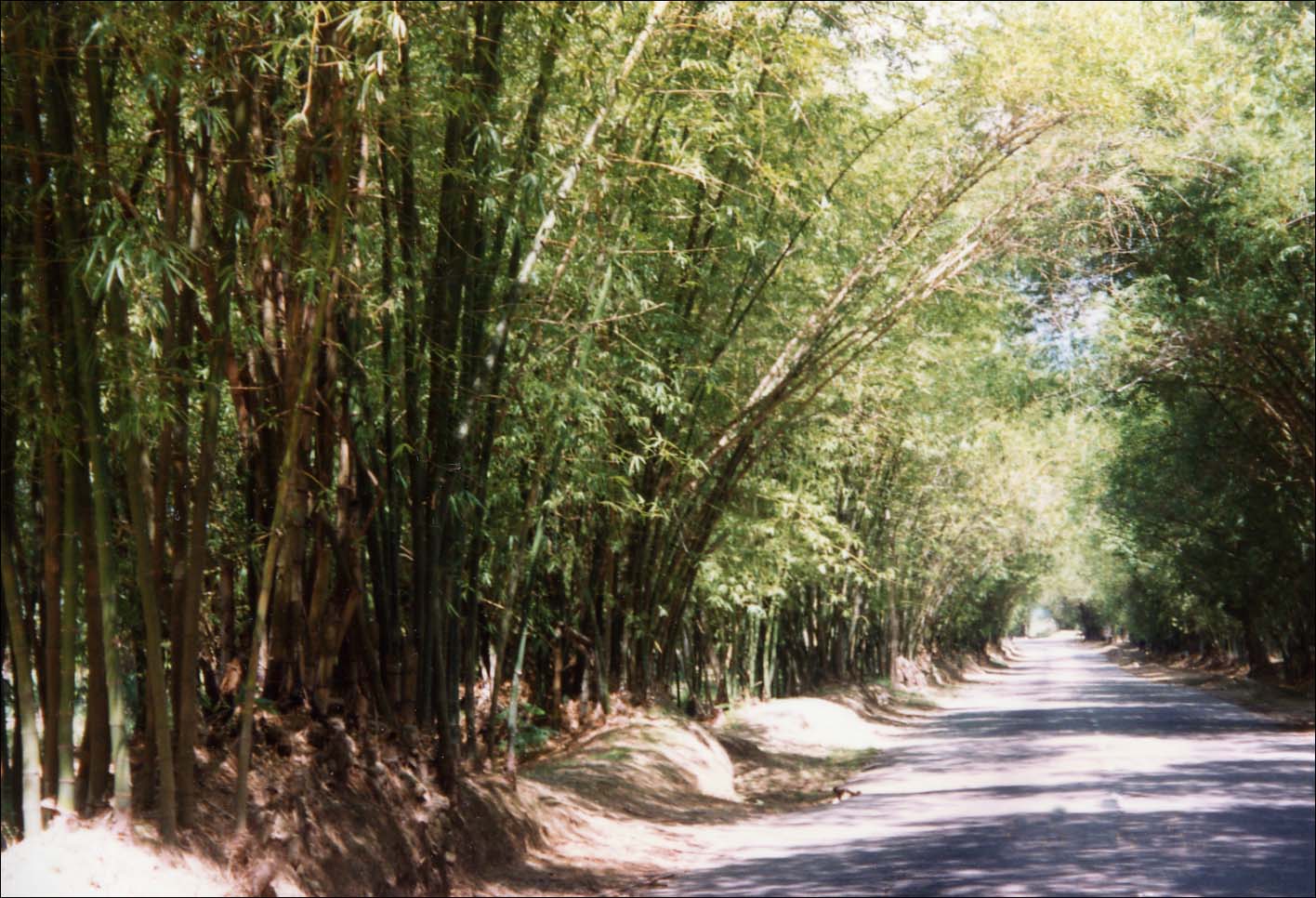 Bamboo Avenue