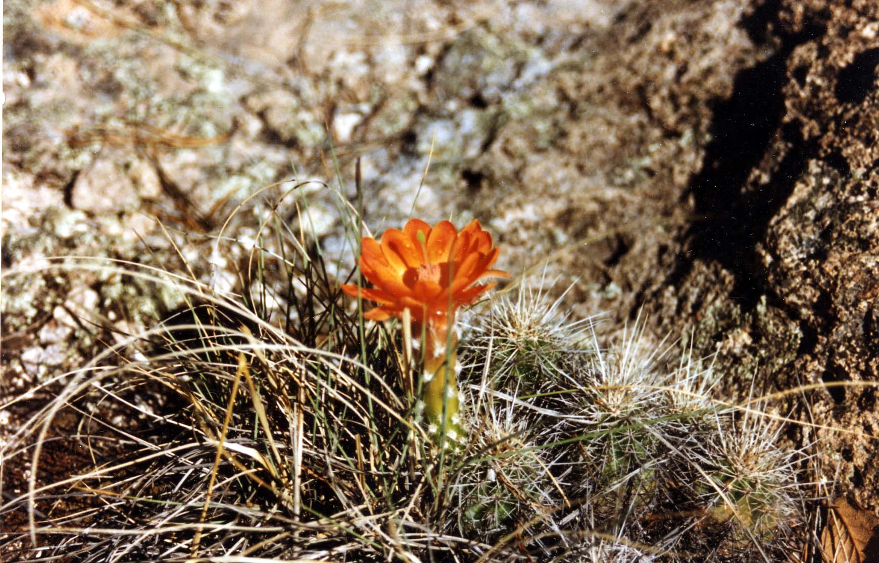 Claret Cup Cactus